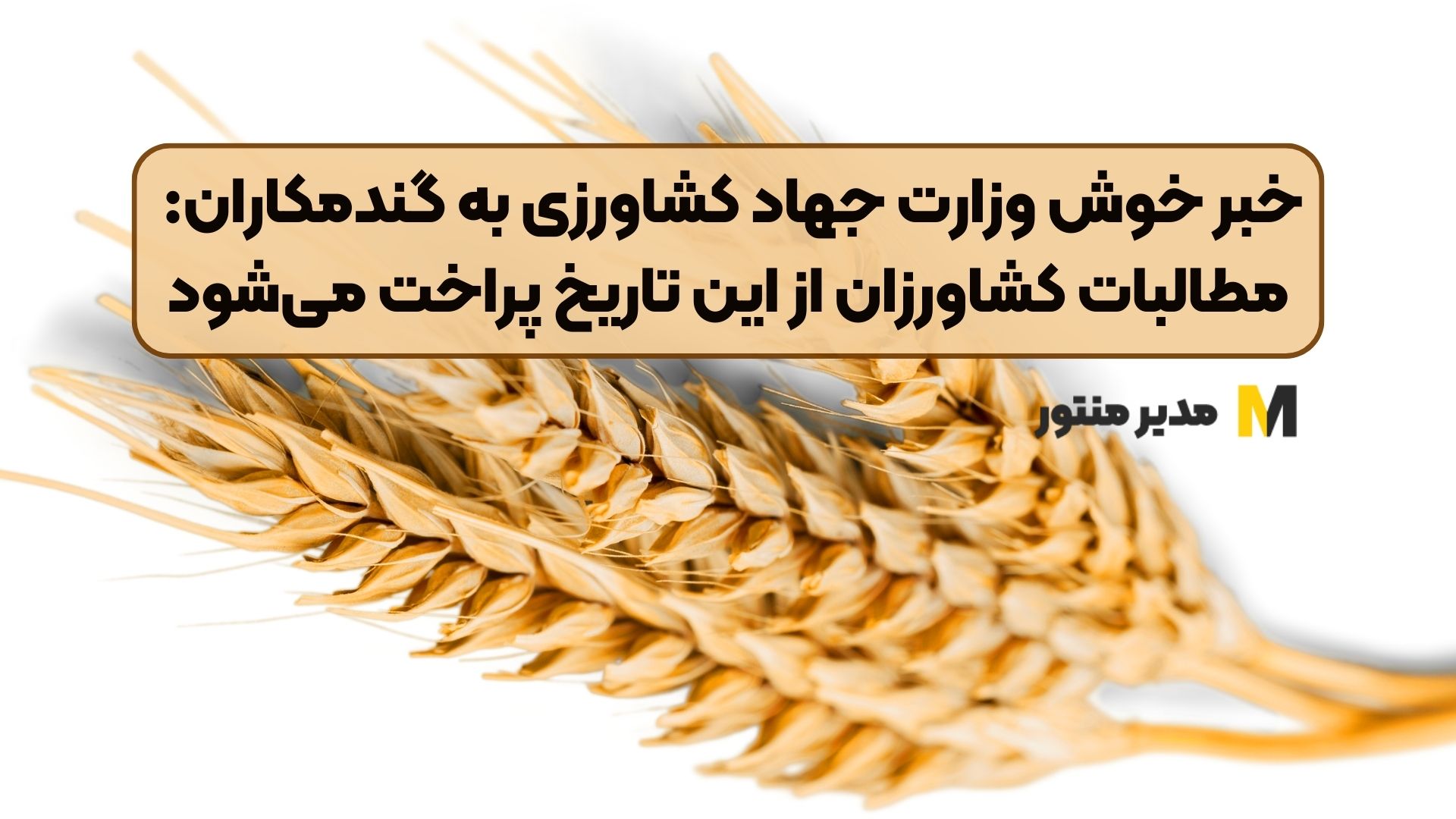 خبر خوش وزارت جهاد کشاورزی به گندمکاران: مطالبات کشاورزان از این تاریخ پراخت می‌شود
