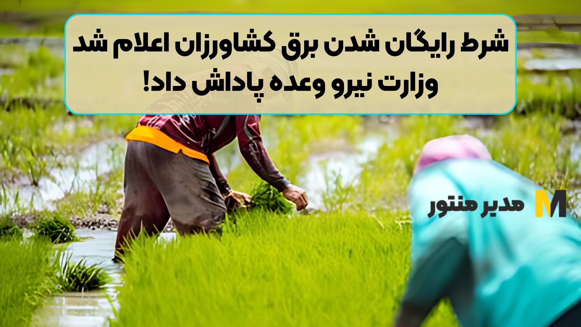شرط رایگان شدن برق کشاورزان اعلام شد/ وزارت نیرو وعده پاداش‌ داد!
