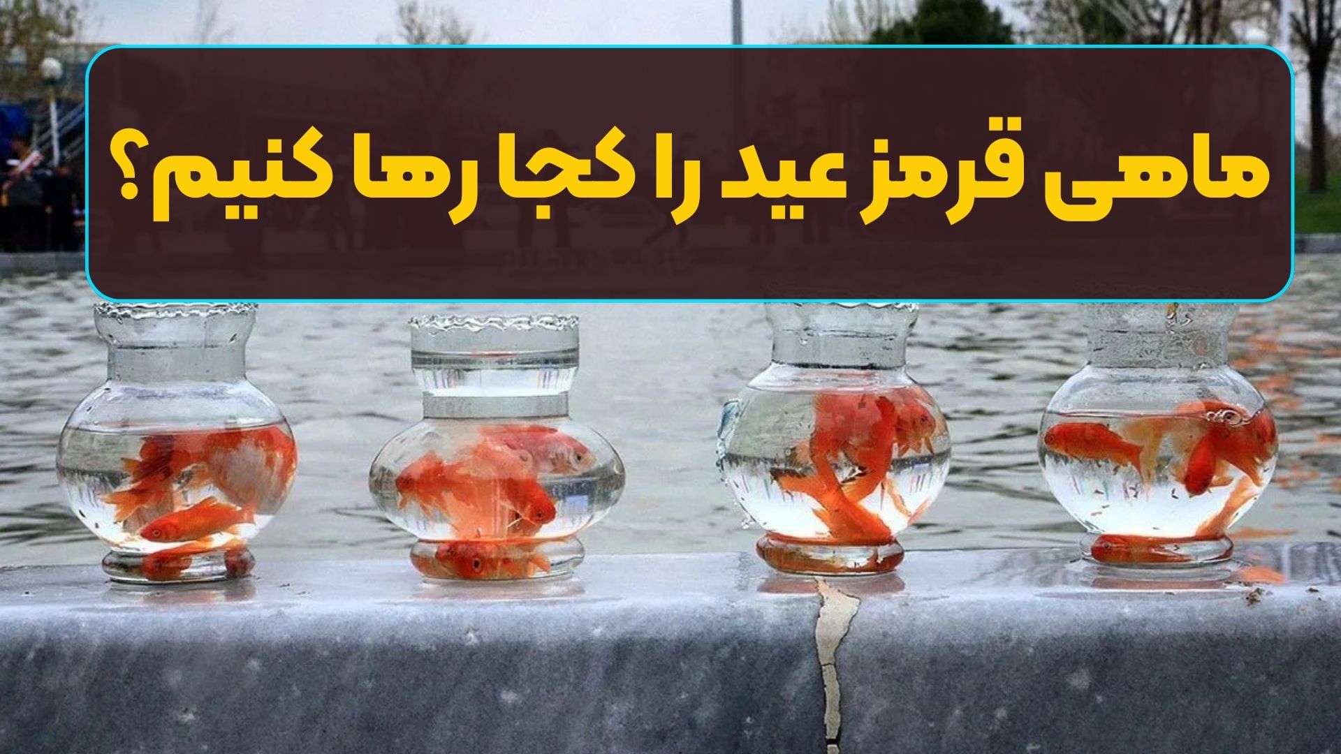 ماهی قرمز عید را کجا رها کنیم؟